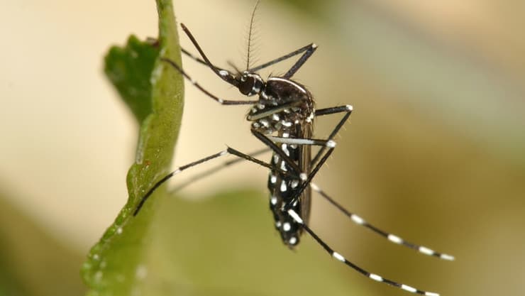 יתוש הטיגריס האסייתי
