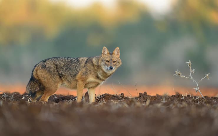 אילוסטרציה