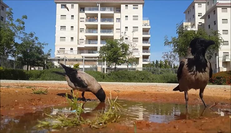 צילום: ארז ארליכמן