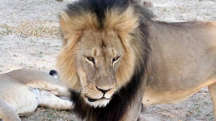 ססיל האריה בן 13 במותו