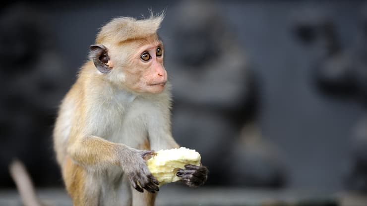האם בקרוב יוכלו קופים לתקשר עם מחשבים?