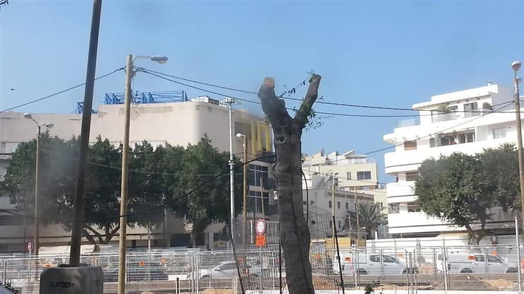 כריתת עצים בתל אביב. ארכיון