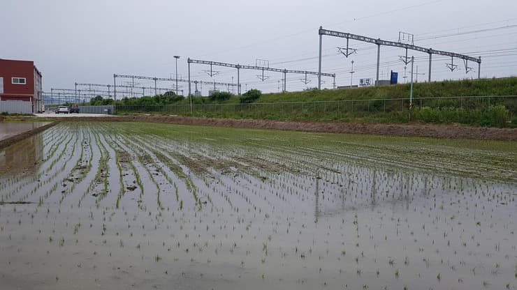 שדות האורז המשוועים לגשם