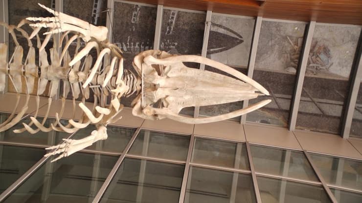 שלד של לווייתן במוזיאון