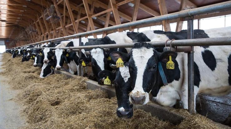 תנובת החלב הממוצעת לפרה בישראל נותרה בשנת 2019 הגבוהה ביותר בעולם, עם 11,852 ק"ג חלב לפרה בשנה