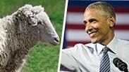 כבשים מזהות פרצופים של אנשים ברק אובמה