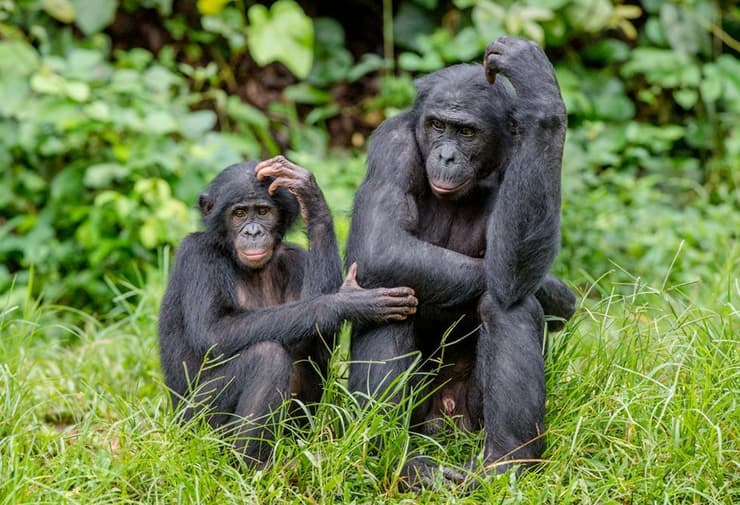 קופי בונובו. לא בדיוק מונוגמיים