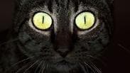עיני חתול זורחות בחושך