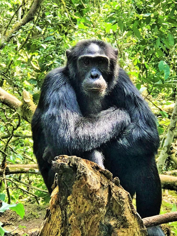 שימפנזה מסוג אלפא ועוד דברים שמוצאים ביערות הגשם של אוגנדה 