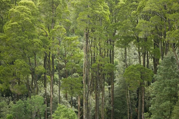 יערות אקליפטוס באוסטרליה