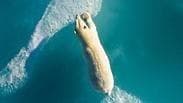 דוב קוטב עובר בין גושי קרח