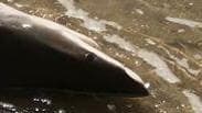 כריש מת נסחף לחוף נתניה