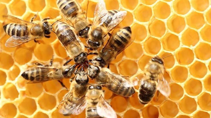 דבורים במעגל