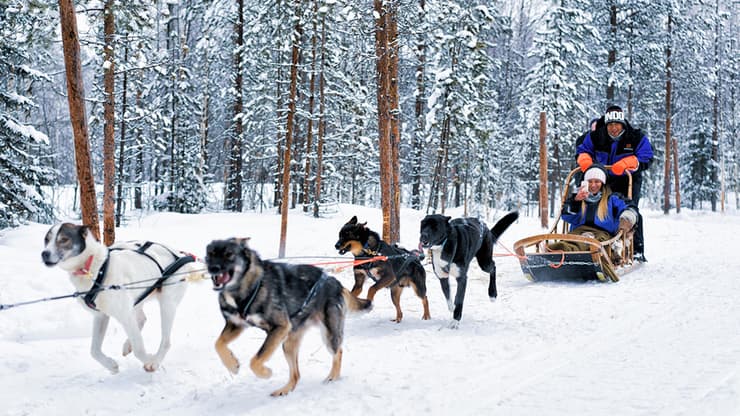 מזחלת מזחלות כלבים פינלנד לפלנד