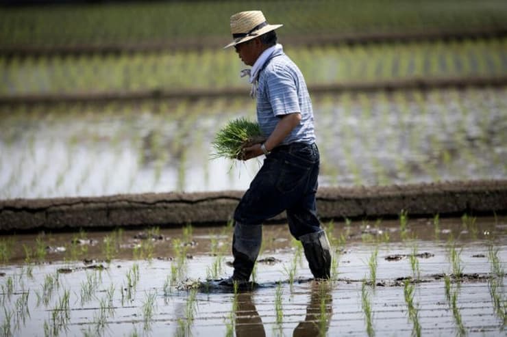 חקלאים שדות אורז יפן