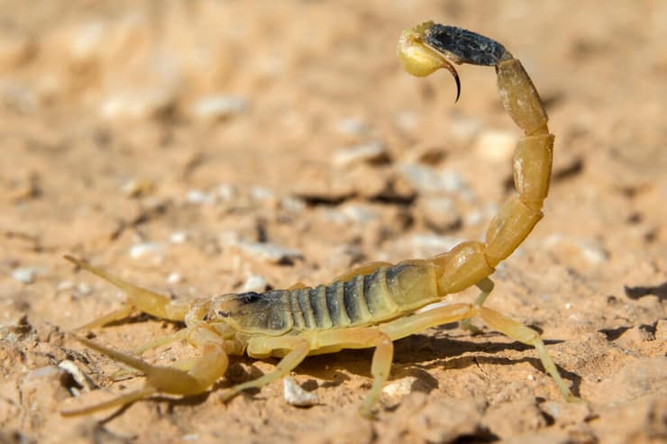 עקרב מסוג עקצן צהוב