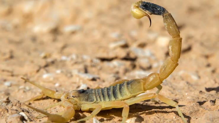 עקרב מסוג עקצן צהוב