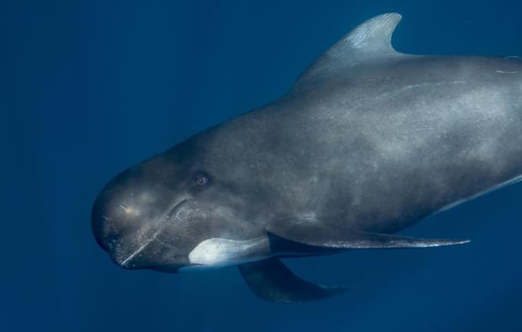 לוויתן נתב ארוך סנפיר