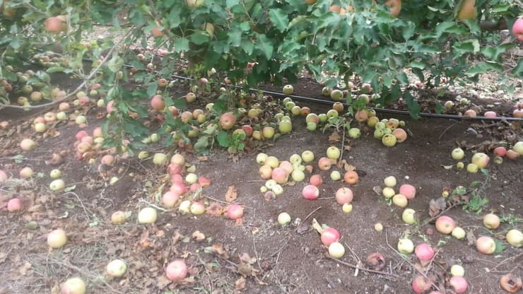 מטע תפוחים שנפגע בשל פגעיי מזג האוויר