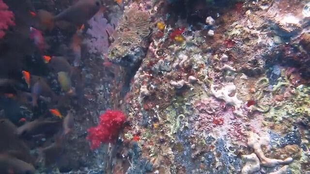 האלמוגים שנפגעו באילת