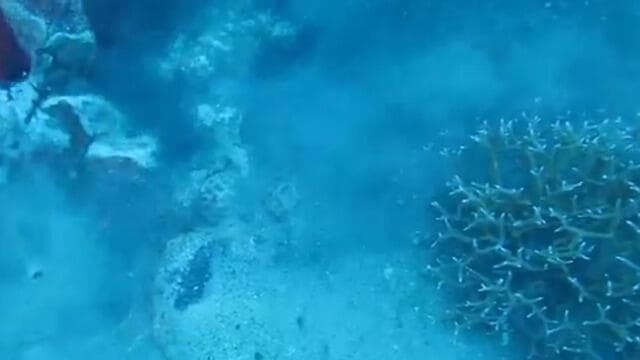 האלמוגים שנפגעו באילת