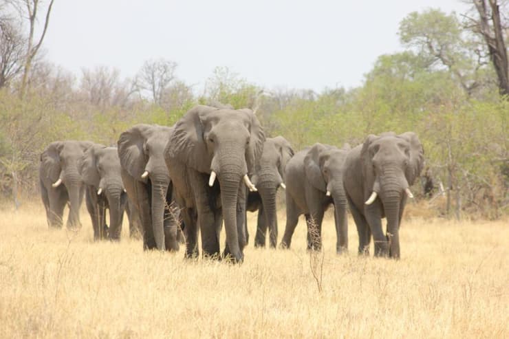 פילים בבוצואונה