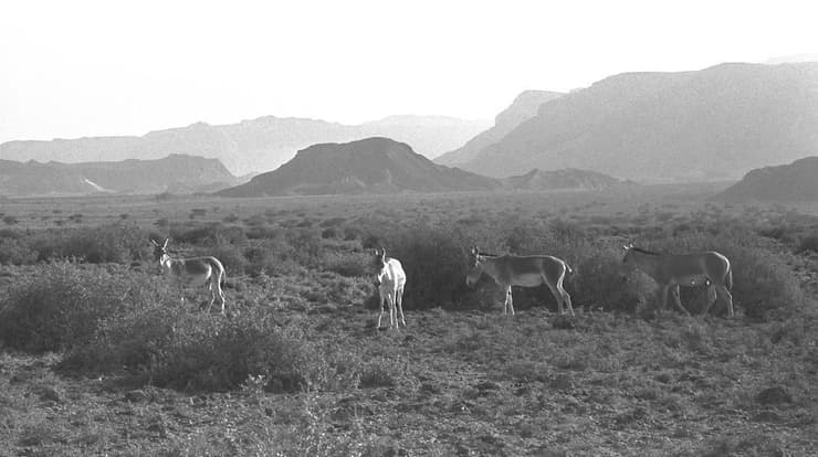 פראים בשמורת הטבע חי-בר ליד קיבוץ יטבתה, צפונית לעיר אילת, בערבה | יולי 1980
