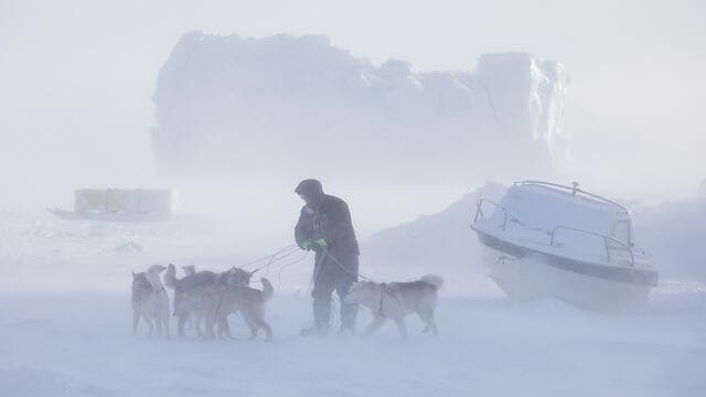 מסכנים או קשוחים? כלבי גרינלנד בסופה