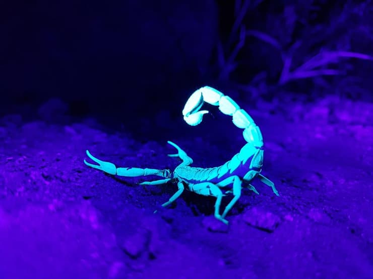 עקרב בחורשת דרזנר מואר בפנס אולטרא סגול