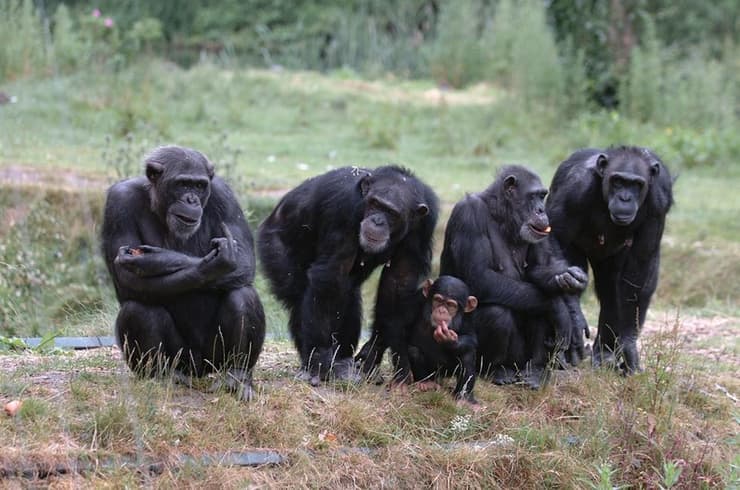 משפחת שימפנזים