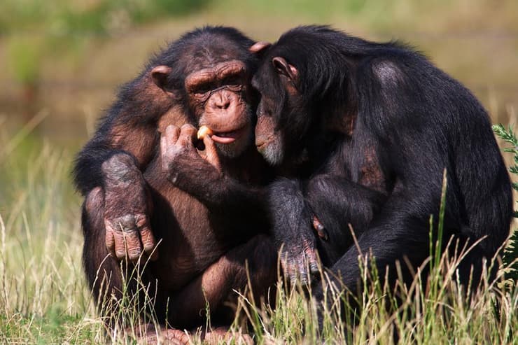צמד שימפנזים