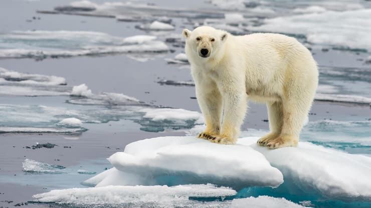 דוב קוטב בקוטב הצפוני