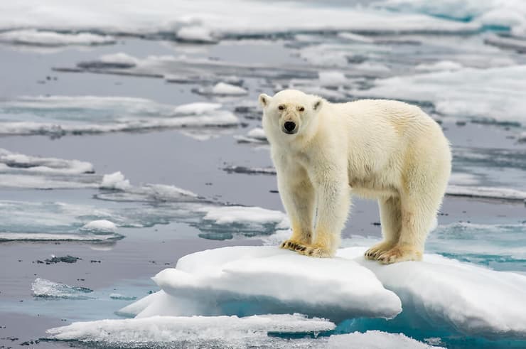 הקרחונים נמסים, והסיכוי להיתקלויות של דובי קוטב עם בני אדם הולך וגדל 