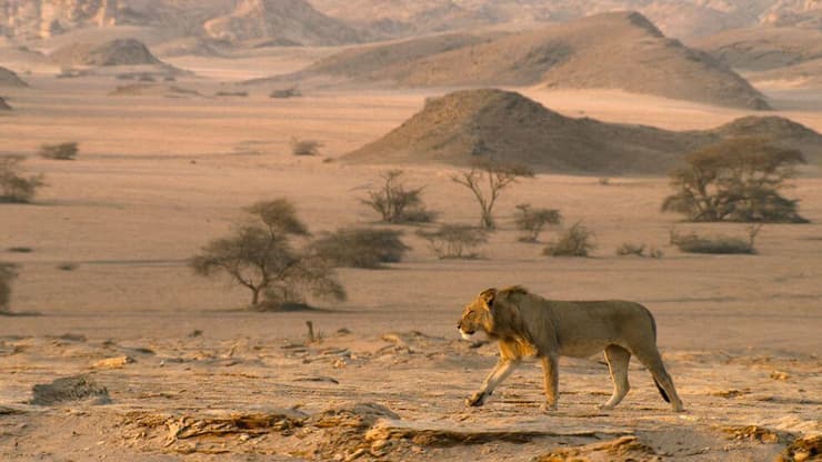 אריה בנמיביה