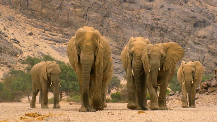 פילים במדבריות נמיביה