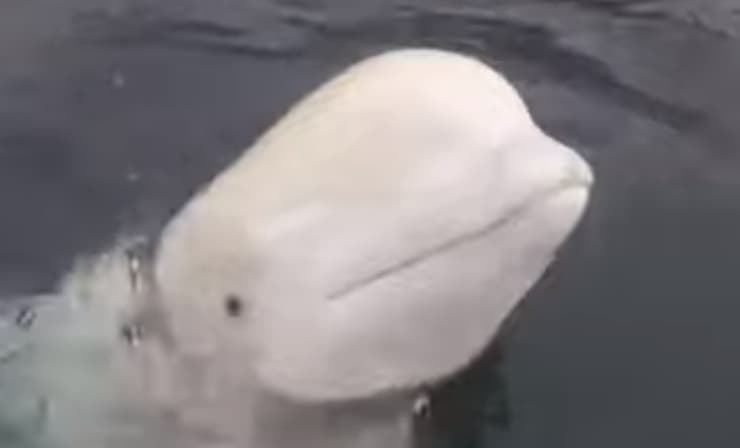 הלווייתן "ולדימיר" נורבגיה לווייתן צבאי רוסיה