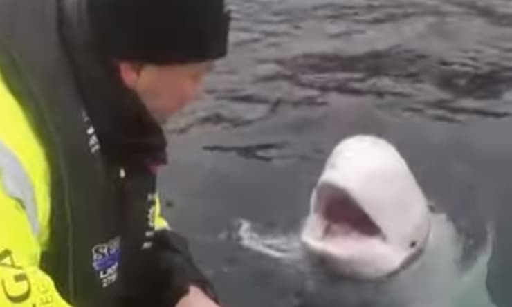 הפך לסלב בנורבגיה נורבגיה לווייתן צבאי רוסיה