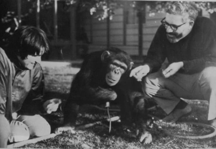 השימפנזה וואשו הוכיחה שלקללות יש מקום אצל כל יצור