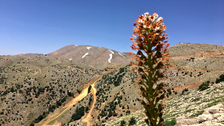 פריחה אביבית בחרמון