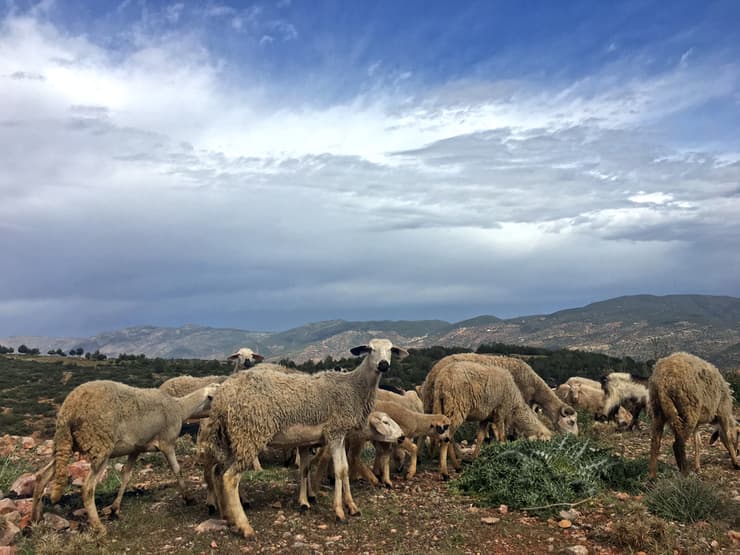כבשים ב"ארץ הברברים"