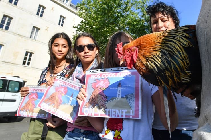 צרפת ה תרנגול מוריס מחוץ לבית המשפט
