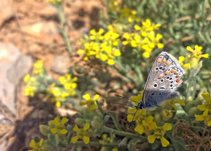 צילום: גלעד כרמלי