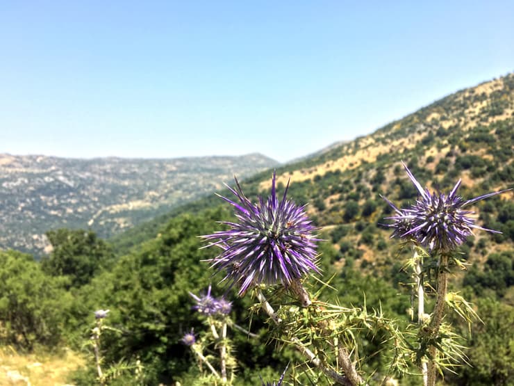 צילום: גלעד כרמלי