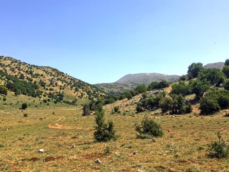 צילום: גלעד כרמלי