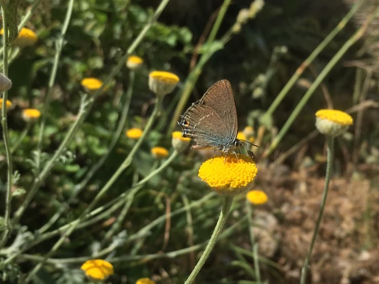 צילום: גלעד כרמלי