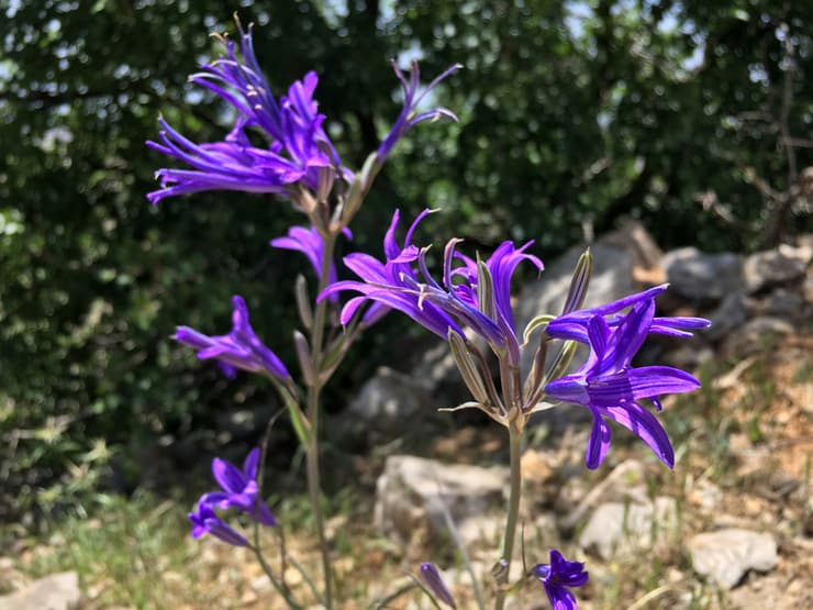 צילום: גלעד כרמלי