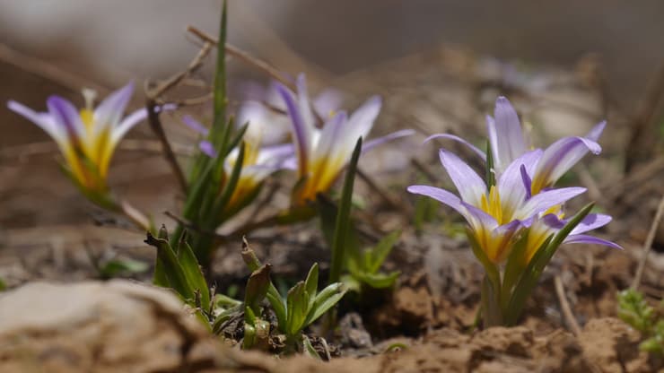 צילום: שרון בן צור