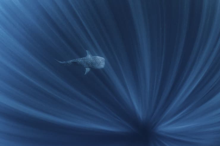 כריש לווייתני בשונית נינגלו במערב אוסטרליה