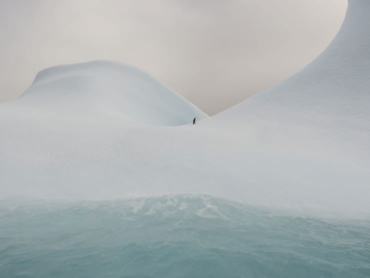 פינגווין על קרחון