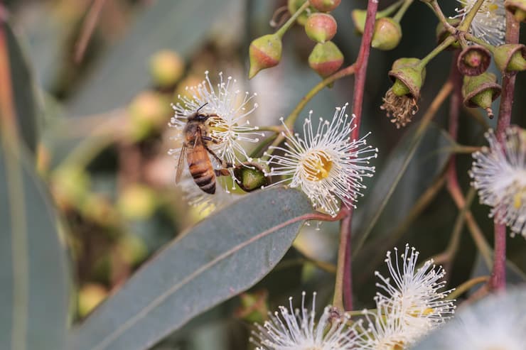 דבורת דבש יונקת צוף מעץ אקליפטוס